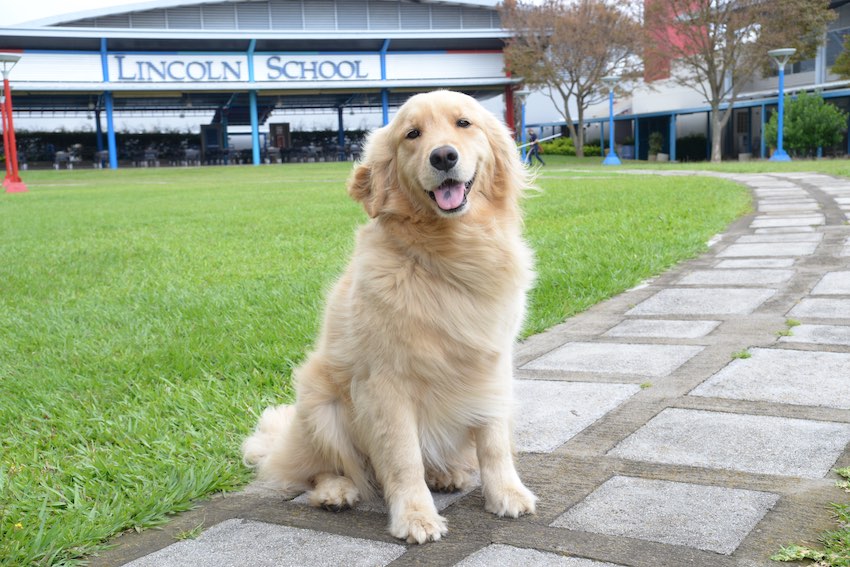 Oliver therapy dog - Lincoln School